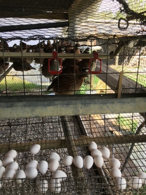 Eggs