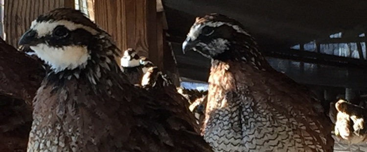 200 Georgia Giant Bobwhite Quail Hatching Eggs 